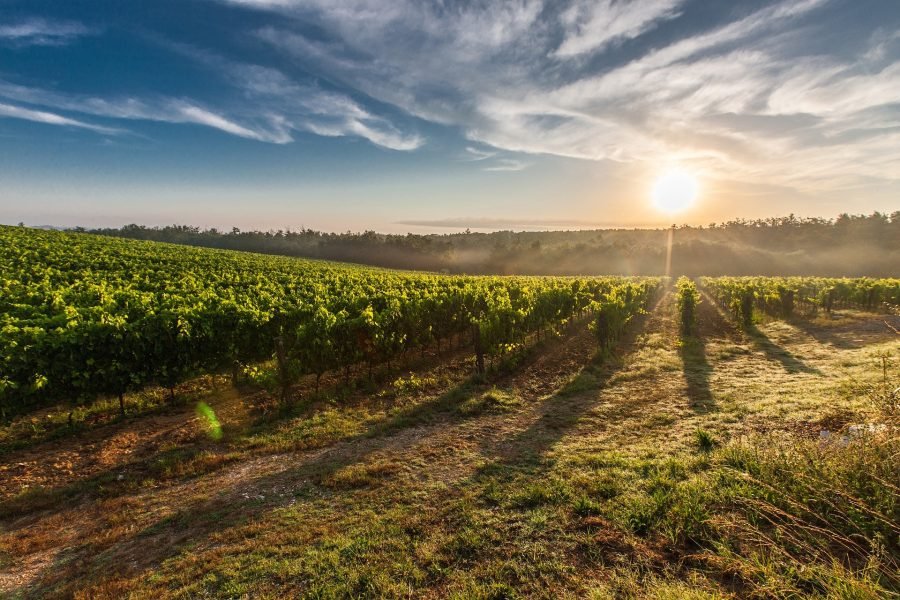 Valpolicella Wine & Food (Thursdays )